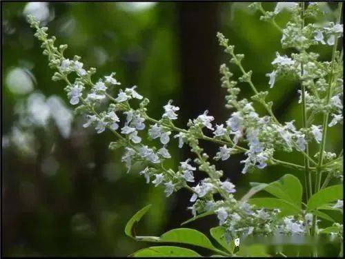 中药黄荆的功效与作用图片