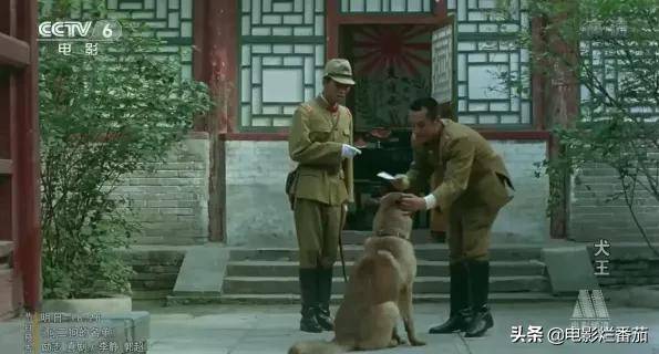 2.2分《犬王》为戏炸死功勋军犬,导演引起公愤遭网友打出超低分_姚守岗_电影_海龙