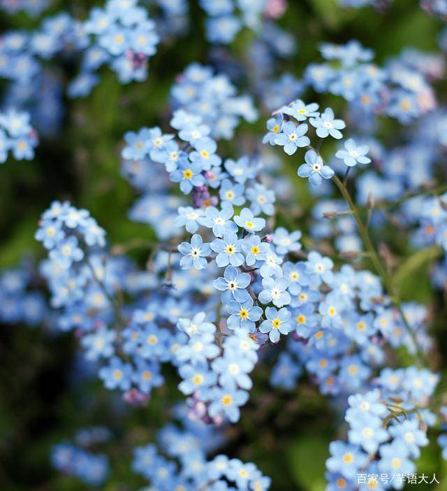 纯净的勿忘草蓝仙气十足的芋泥奶茶紫倪妮戚薇吴宣仪都爱