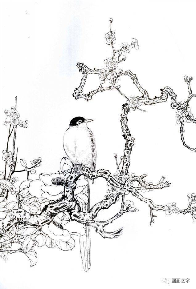 梅花小鸟白描画稿好美