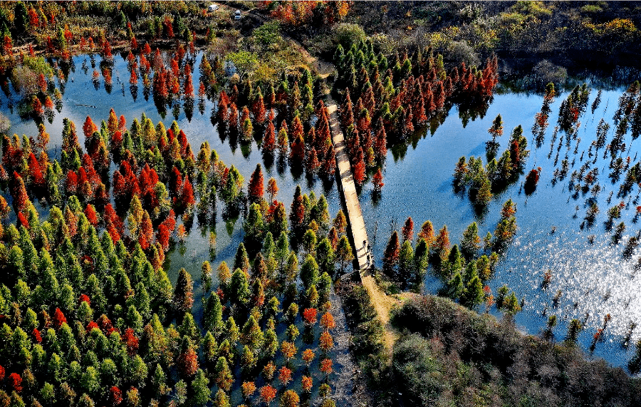 水杉|是时候去湿地公园转转了，水杉、白鹭、红嘴鸥……多彩生物已上线！|春城冬韵·美景