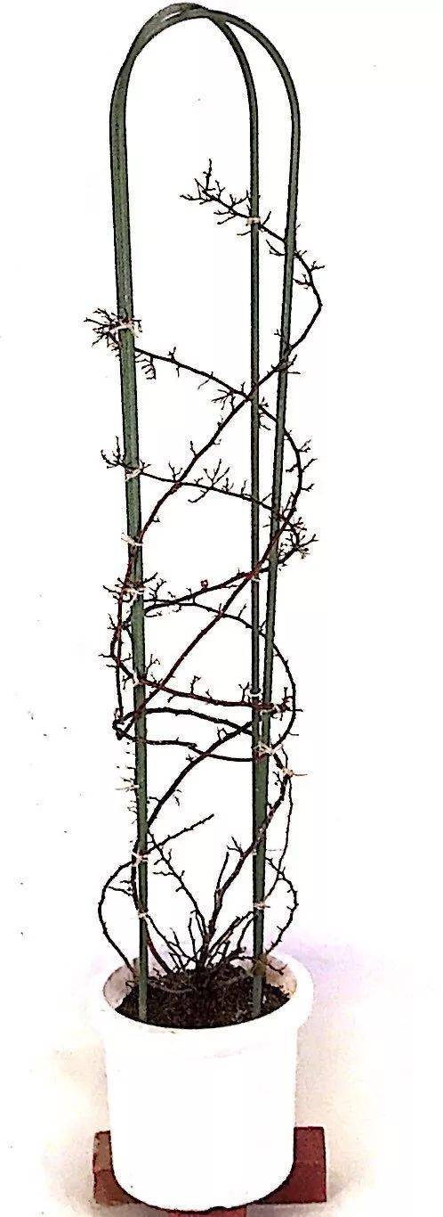 藤本月季的美,大半在塑形,教你一招牵引术,让你家窗台彩虹如瀑_修剪