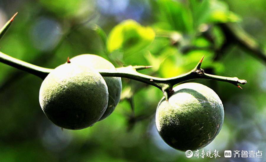 情报站|这种植物北方叫臭脐,小壹识别为枸橘,你那管它叫啥?_情报员_齐鲁_果实