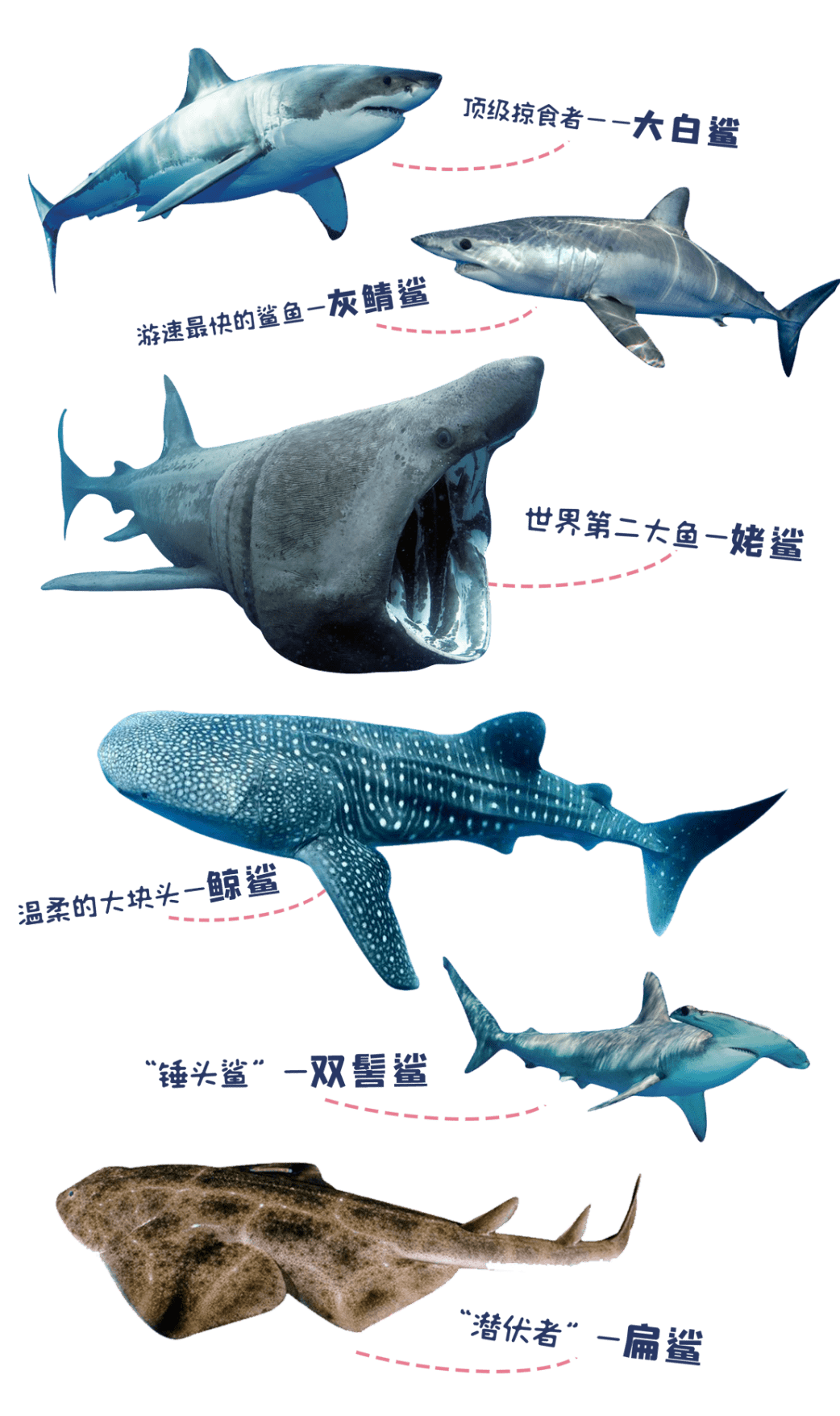 鲨鱼种类介绍大全图片图片