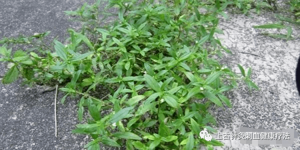 每天学一味中草药 白花蛇舌草 彩图 好处 的作用 盲肠炎