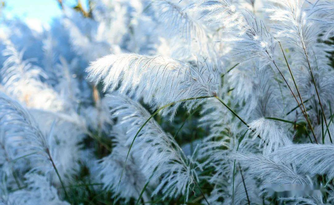 行摄云南蒹葭苍苍