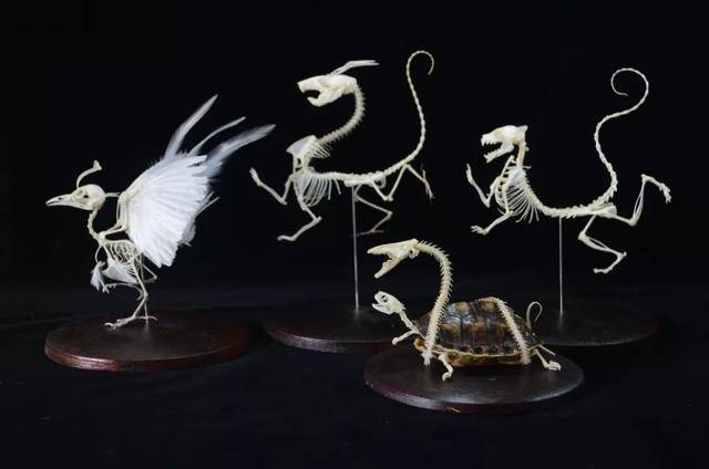 云南小伙解剖四千具动物尸体,制作标本卖钱一副三千元卖给网友_赵云川