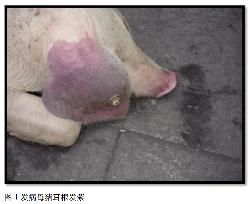 实践案例 | 一例猪蓝耳病的诊治要点探讨_进行_发病_仔猪