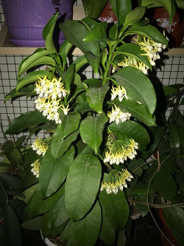 球兰名品—流星,花型奇特美丽,芬芳馥郁,丰花勤花,室内也能养_开花