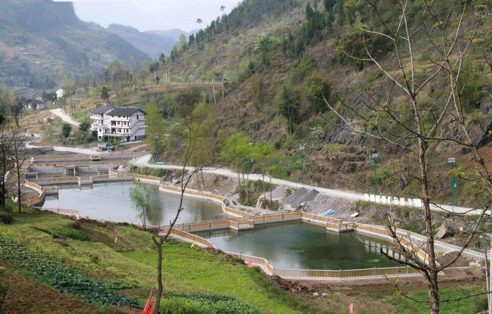 旧城镇长坝村:芙蓉江畔无闲田_发展_火龙果_鱼塘