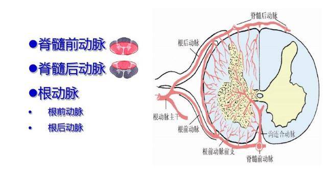 脊髓的血管解剖结构,生理功能及相关疾病