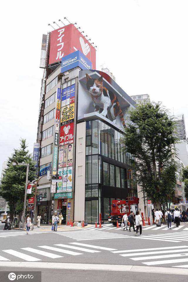 巨型3d猫咪亮相日本东京街头引路人围观