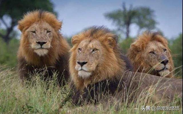 和三头雄狮h图片