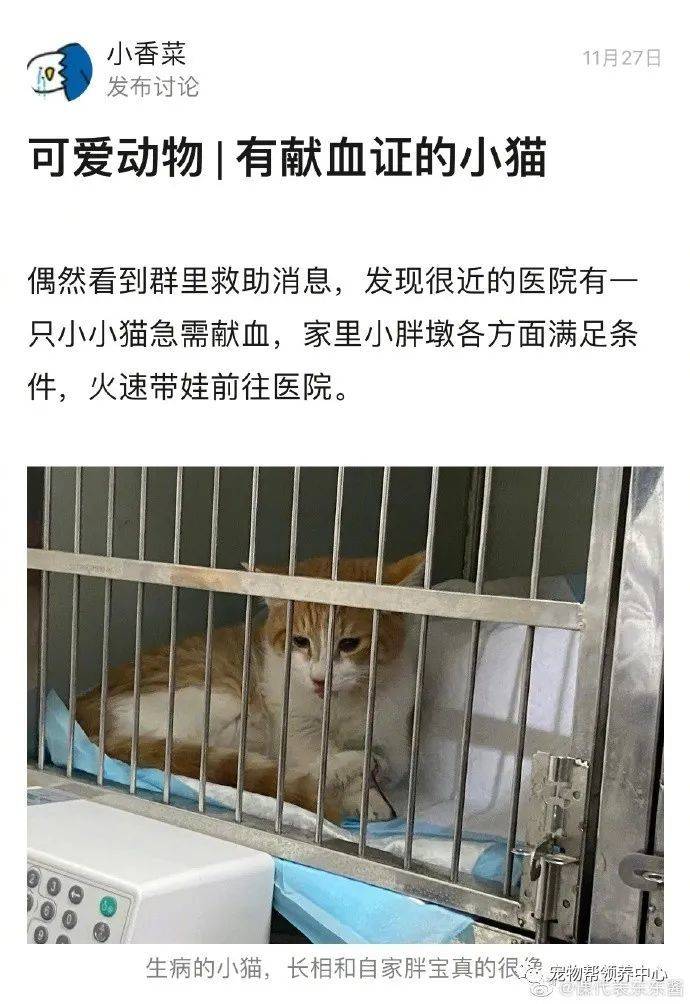 猫咪因为献血上了热搜,而大家却在担心被称为“血猫”的它们…_主人_猫贩子_血液