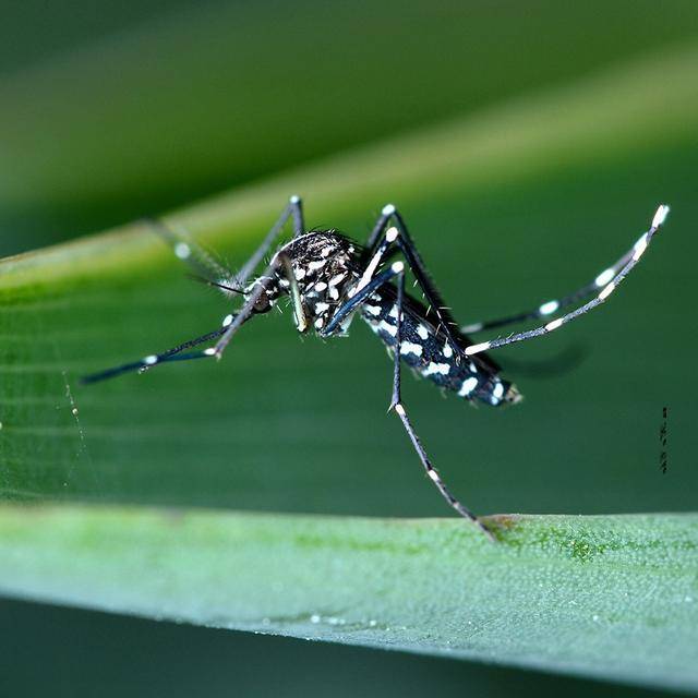 可能很多人都注意到了,近些年我国出现了一种以前从未见过的有黑白