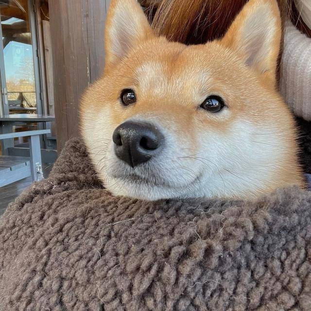 ins上超可爱的柴犬marutaro高清可爱的照片分享12张