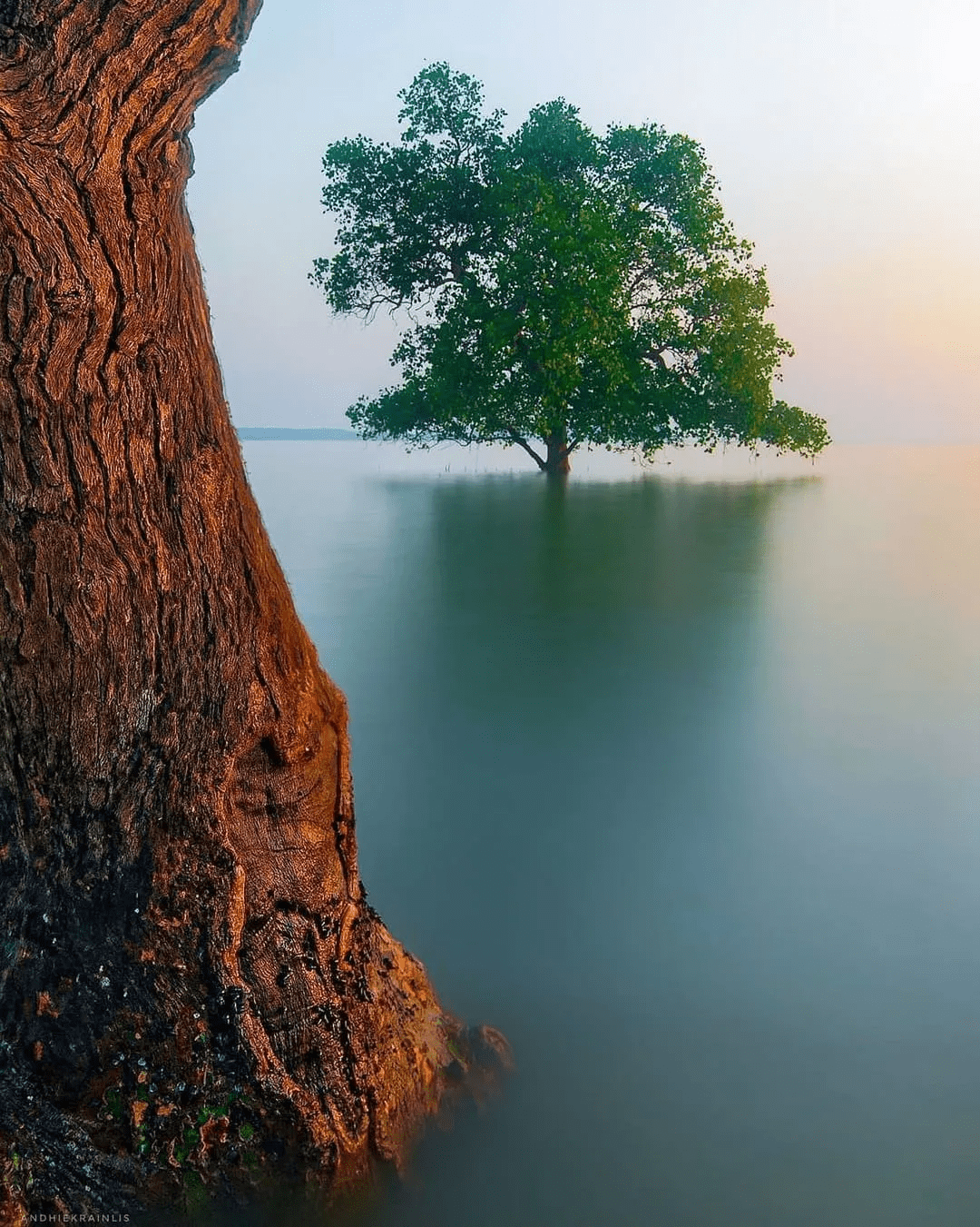 努力向上的树图欣赏_参天大树_地方_成长