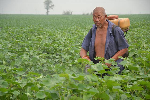 生物农药有哪些种类 8dbaa4f390414c7992a2a09c0f086e6b.jpeg