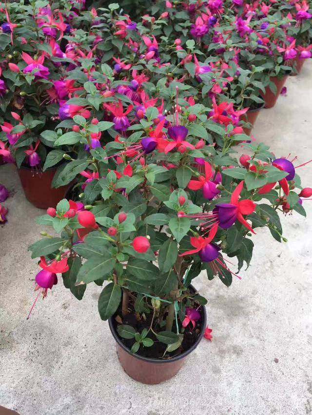 盆栽花卉养殖大全 66678e457051491da8d31ab46ea11a47.jpeg