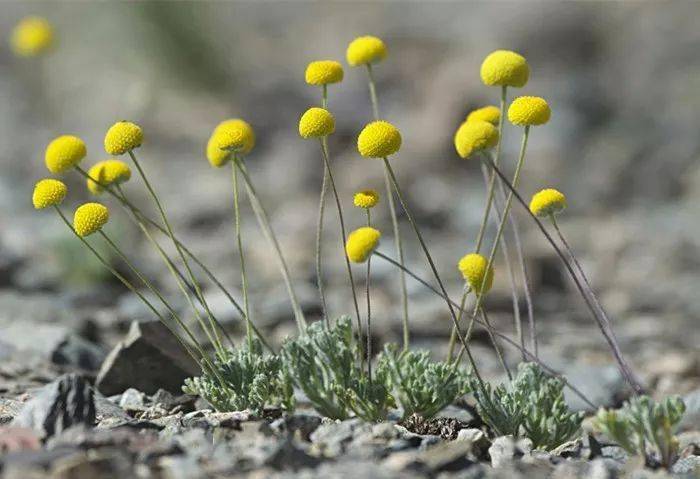 点缀北疆山野的嫩黄绒球小甘菊