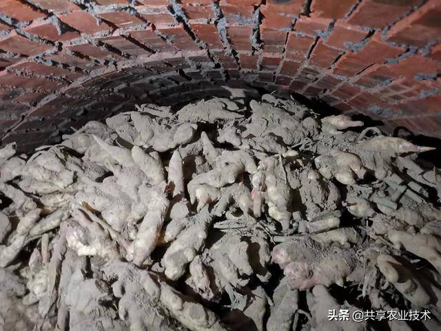 井窖大姜什么时候圆头结束可以用望闻问切的方法来判断