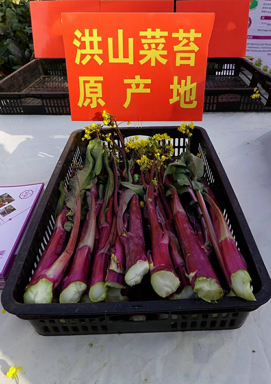 探访1700年源种代代优选根脉传承的原乡原土原产地的洪山菜薹