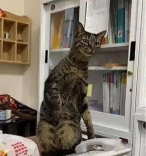 什么两个王这牌太大了 吓得猫一哆嗦 居然一动不动也是老猫桌了