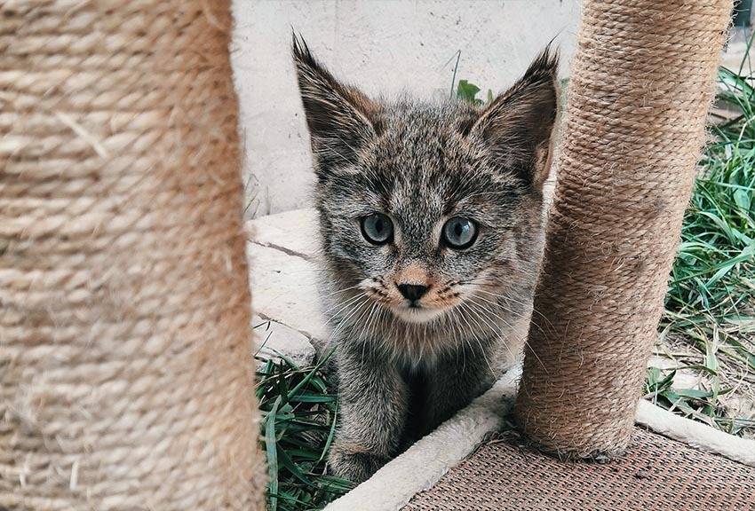青海再次成功救助荒漠猫幼崽