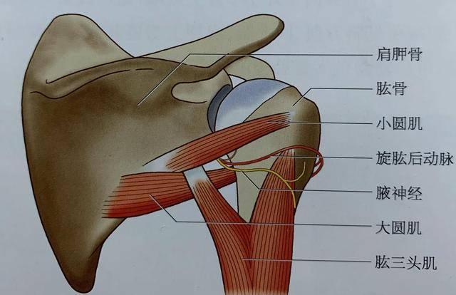 肱三头肌内侧头疼痛图片