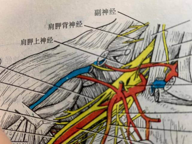 肩膀疼痛之肩胛背神经卡压综合征