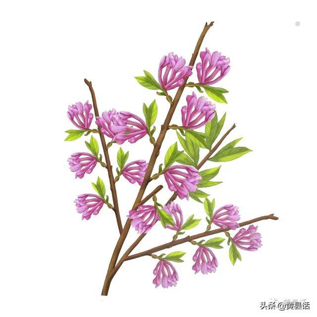 粤语 黄县话都给香菜叫芫茜 这应是很古老的叫法 茜菜 芫荽 胡荽