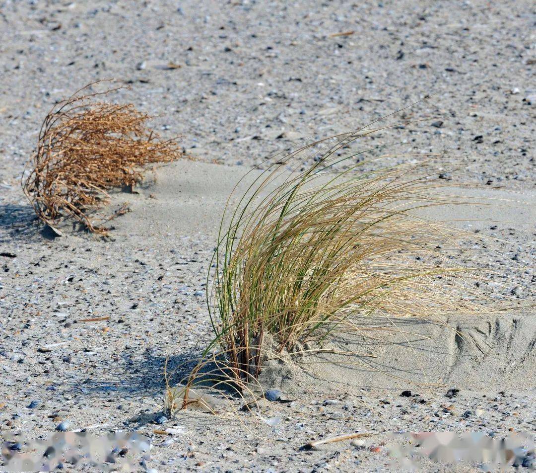 地理科普东北盐碱化令人非常担忧