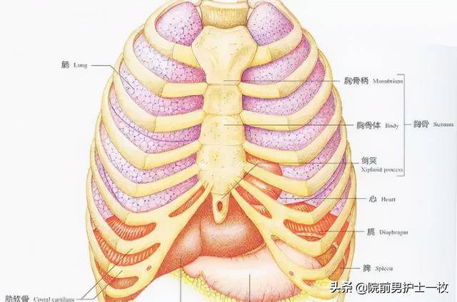 多发肋骨骨折的处置措施 连枷 胸部 局部