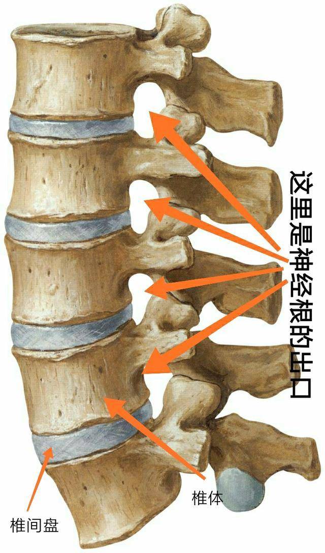 骨科大夫详细告诉你 什么是腰椎间盘突出