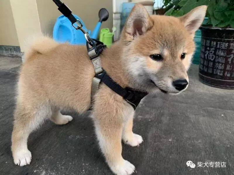 你真的了解家里的柴犬吗 日本 性格 公狗