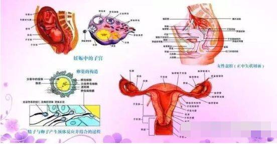 带你全面认识女性的生殖系统如何保持女性生殖健康女性必读