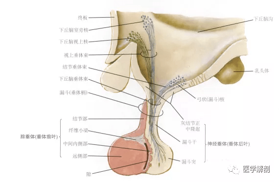 一起学习垂体解剖