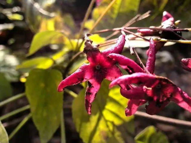 倪熊海州常山一种不是海不是山的好看中药植物