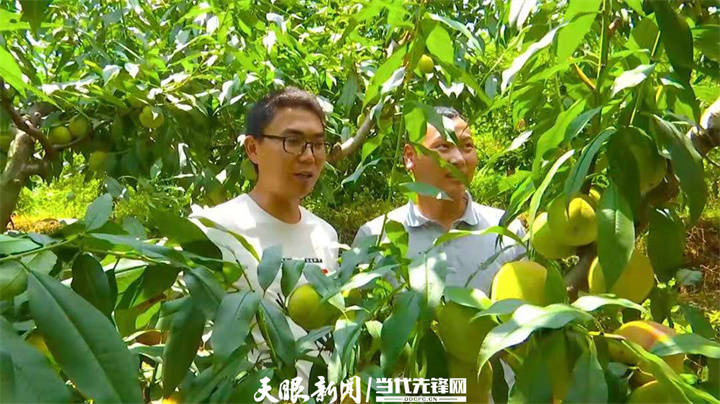【四新四化蹲点采访】遵义市播州区茅栗镇:以“特色产业+”绘就乡村振兴新图景_种植_羊肚菌_芹菜