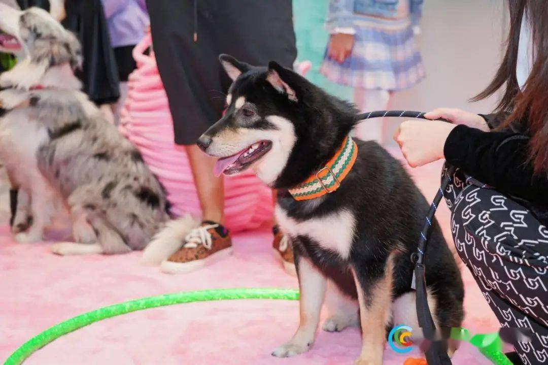 狗跟猫打起来猫获胜 699432189404406f80cdeb80f38ca2e4.jpeg