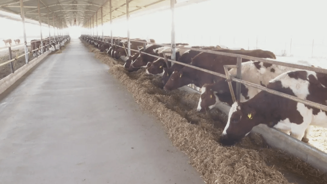 高臺:牛產業發展勢頭強勁_養殖_肉牛_牛圈