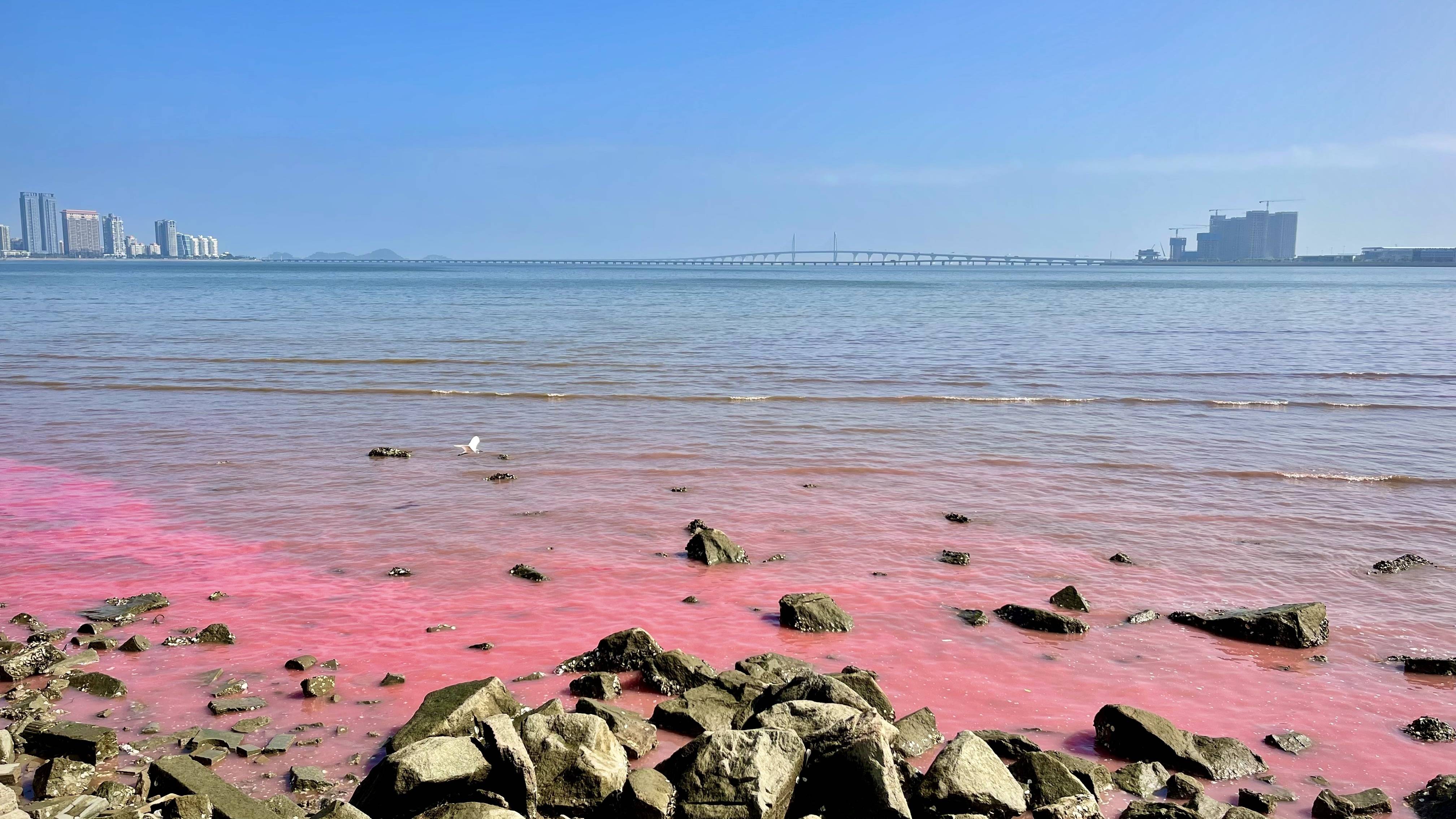 根据《中国近海赤潮生物图普》记载,夜光藻是我国赤潮普遍种,该种可