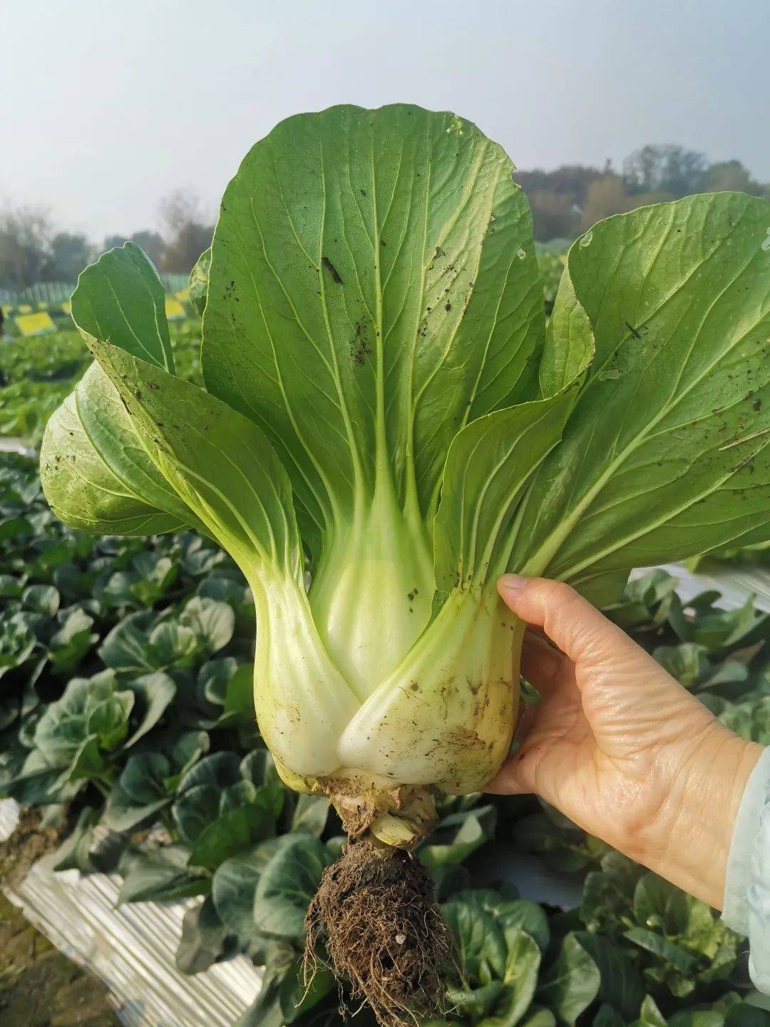 莲花白现摘现吃瓢儿白一棵管饱这些蔬菜新品种你见过吗