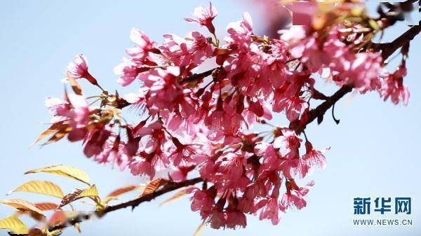 冬日|无量山谷 冬日樱花正烂漫