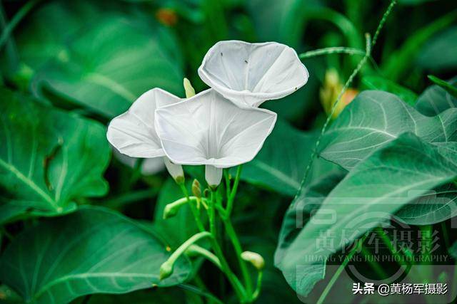 空心菜花芬芳绽放的美丽 洁白的花朵宛如喇叭很别致 艳丽迷人 生活 黄杨 风景