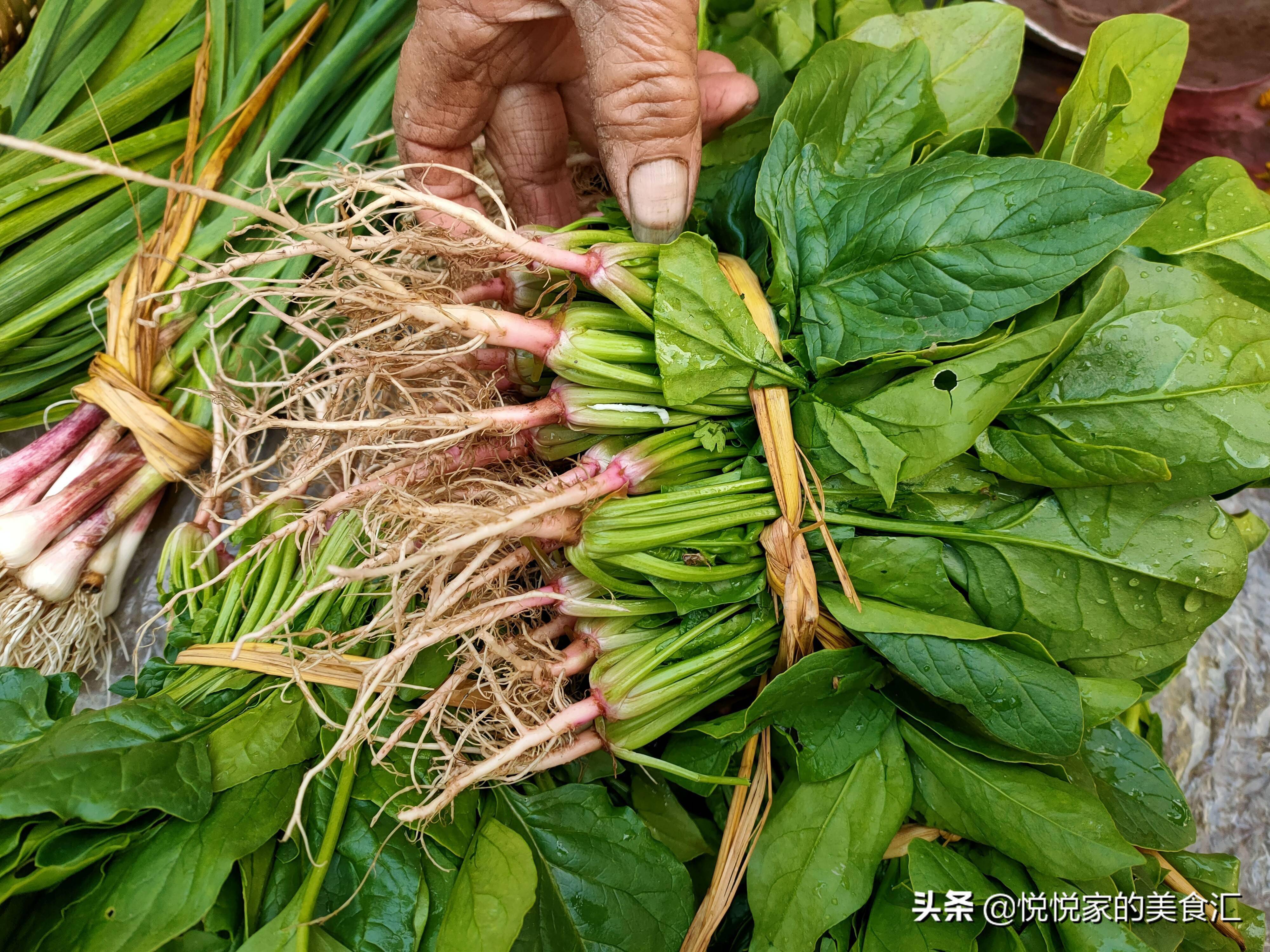 都是菠菜 才知道 紫根 和 白根 区别这么大 搞懂后别买错了 营养 涩味 红萝卜