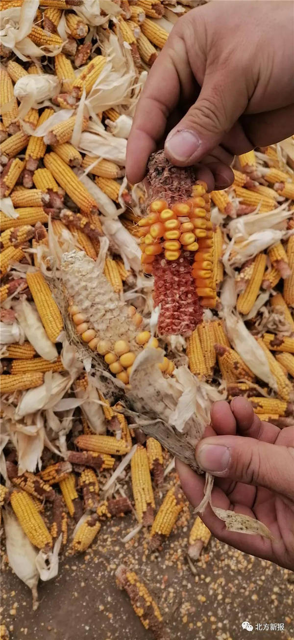 玉米种植户质疑安华农险伪造签字