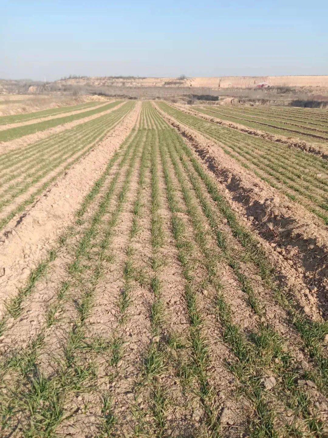 节气|今日冬至：漫漫冬夜，烹雪煎茶，不枉人间百年｜草地·二十四节气
