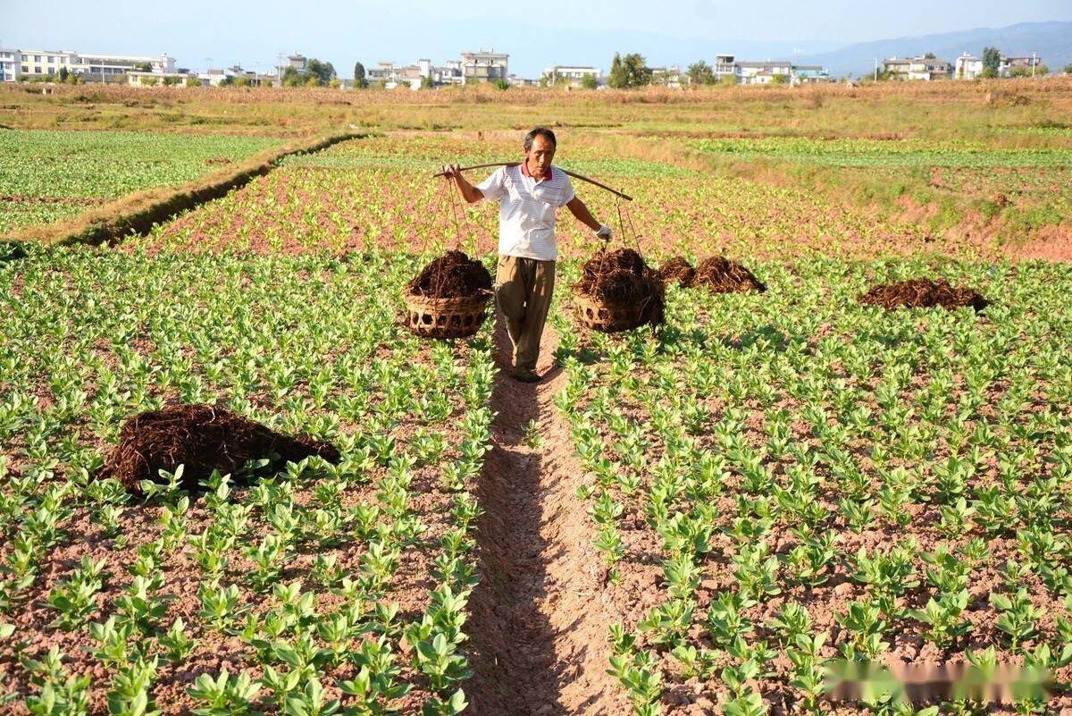 种菜这几种肥料万万别用,我用过一次就后悔莫及,农民要早知道_农友_人