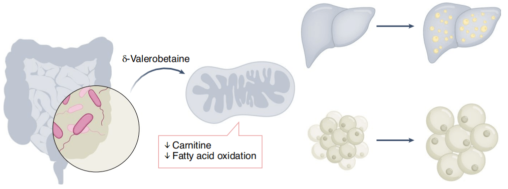 代谢|《自然》子刊：肠菌竟有长膘秘方！科学家首次发现，肠道微生物代谢产物可以增加脂肪组织和肝脏中的脂质储存